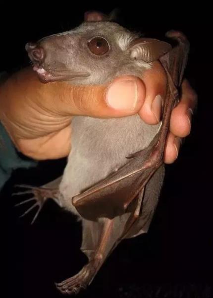 非洲最大蝙蝠,长着一张"马脸",形象比异形电影还吓人
