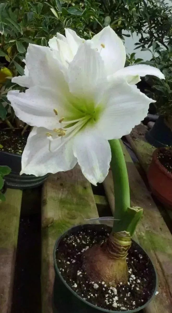 8种可以养室内的白色花的植物养窗台边就能孕育花朵