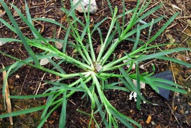善于"抓地",很难将之从土壤中"薅"出来.