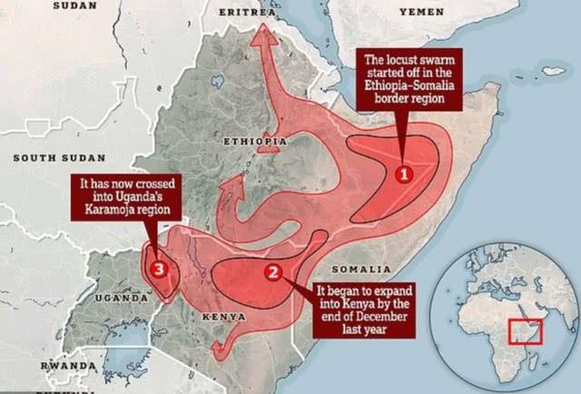 蝗虫铺天盖地飞过巴林致使城市交通瘫痪挡风玻璃上都是蝗虫