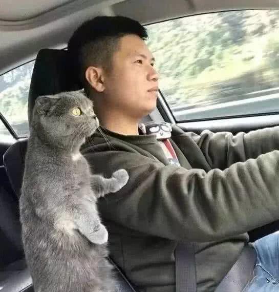 开车带猫咪出行 猫咪举动让人笑翻:真没见过世面 丢猫脸