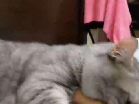 白目 白目最新消息 新闻 图片 视频 聚合阅读 新浪网