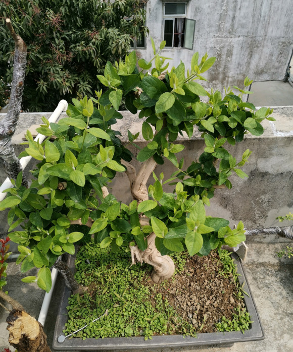 阳台养盆金银花,长成精品盆景,花瓣泡水喝,预防中暑感冒