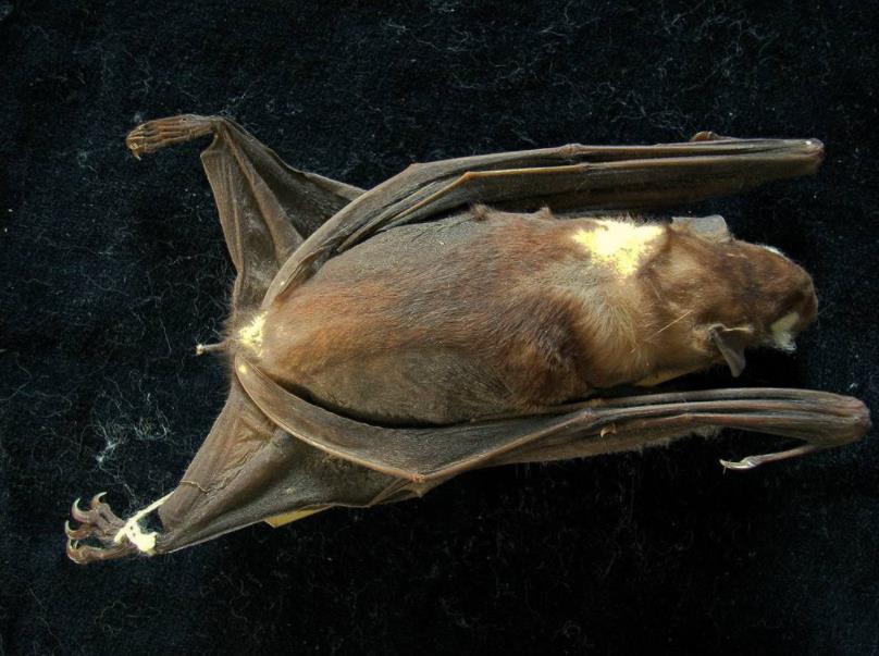 非洲最大蝙蝠,长着一张"马脸",形象比异形电影还吓人