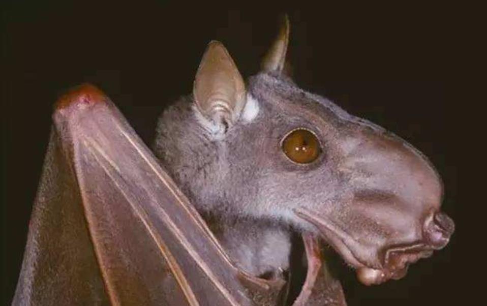 非洲最大蝙蝠,长着一张"马脸",形象比异形电影还吓人