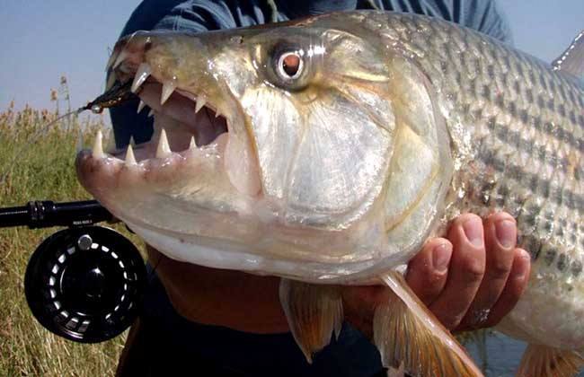 世界上"最凶猛"的鱼,拥有32根锋利牙齿,是真正的海洋霸主!