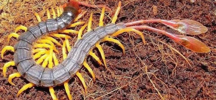 世界上剧毒蜈蚣尾巴上长着羽毛普通人难得一见