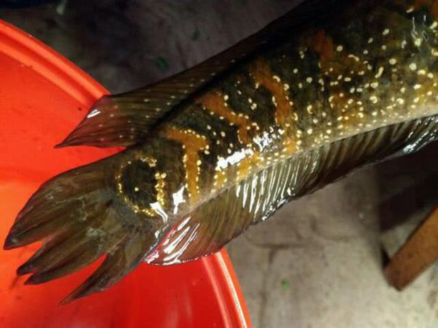 这种鱼很像黑鱼我们叫它蛇头鱼看着很丑却很好吃见过吗