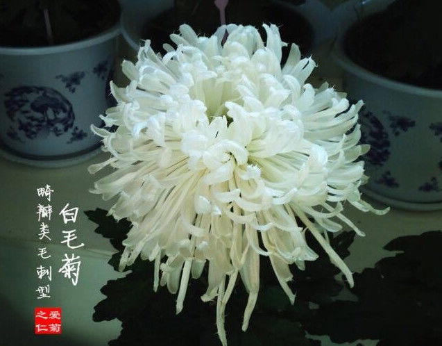 喜欢玫瑰,不妨试试"精品菊花"墨荷,花色如漆红,姿容高雅