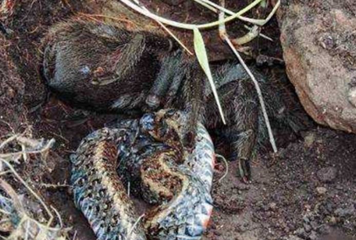 研究人员野外发现巨型蜘蛛吞吃蛇忍不住打了个哆嗦