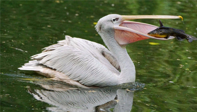 鹈鹕会连鱼带水吞入喉囊,然后将水吐出来,鱼就成了它的囊中之物.