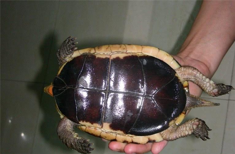农村大叔山上挖野味时,发现一只老山龟,回家后老人让其放生
