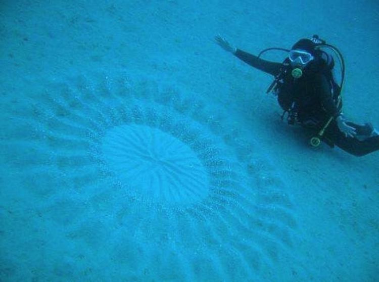 日本海底发现麦田怪圈过段时间便会无故消失真相藏了10年