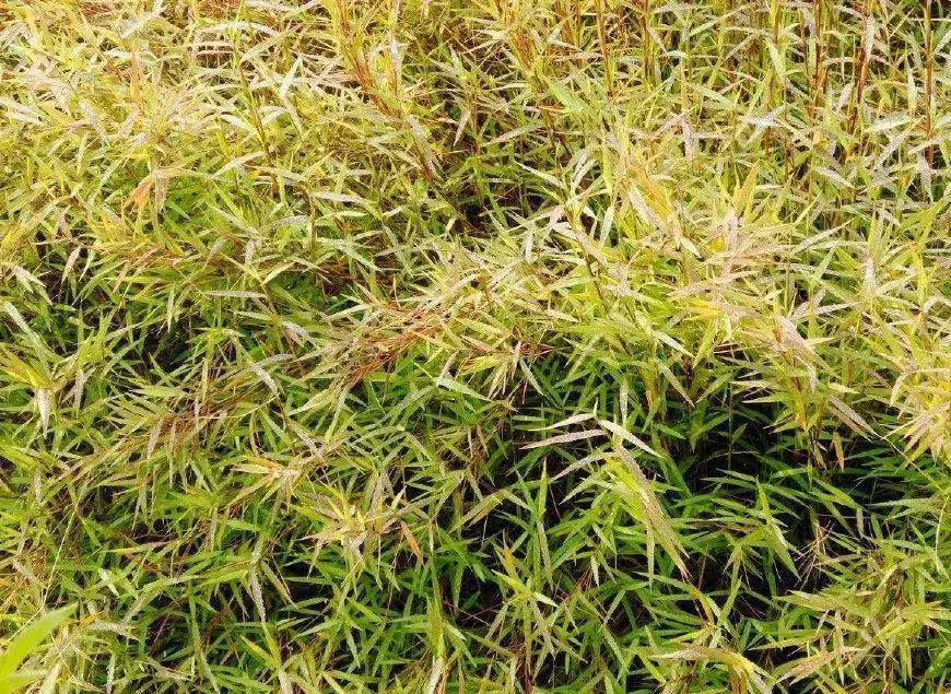 这种形似竹子的野草见到请别踩价值很高