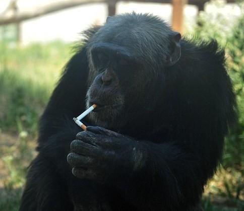 猩猩也会抽烟国外一大猩猩抽烟动作熟练简直老司机