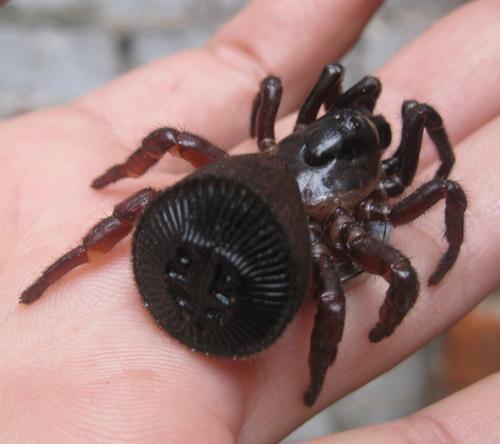 世界上"最奇葩"的蜘蛛,屁股长得像铜钱,深受人们喜爱!