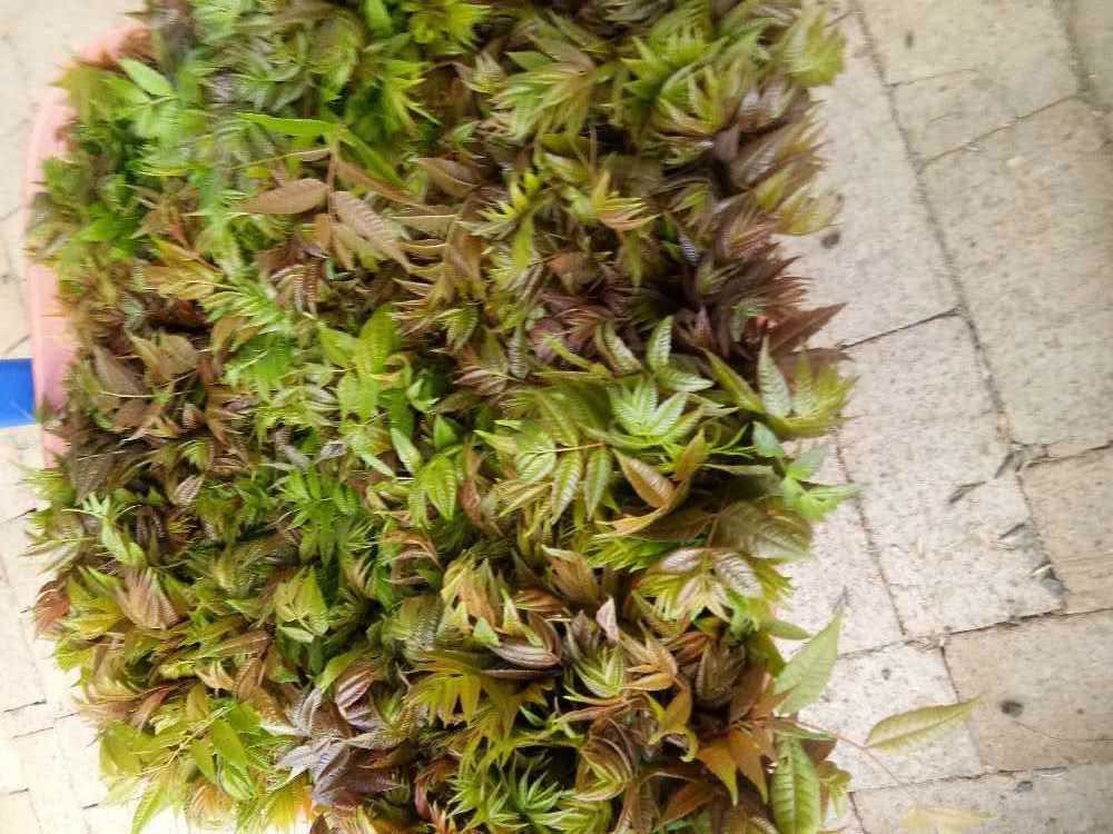 普通人见了退避三舍,山里人却当成极品野菜|树芽|漆树|野菜_新浪新闻