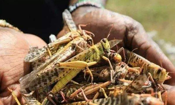 印度这次真的开挂了! 一周消灭4000亿蝗虫, 无数国家刮目相看!