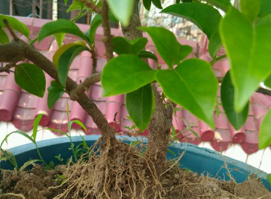 三角梅选根枝条压一压很快就生根比扦插更好成活