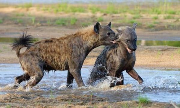鬣狗不幸掉下水里求救,没想到同伴来了做出这样的事