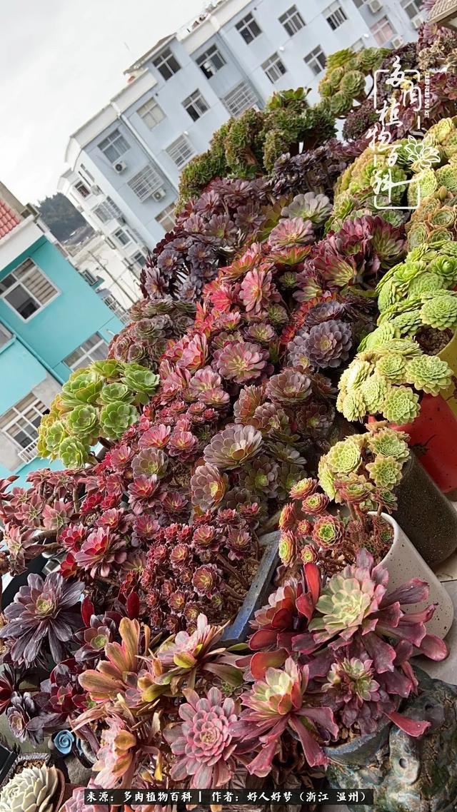 美杜莎赤霞飞水墨画潘帕斯三个多月的水墨画变化绮罗一年前后照白菊七