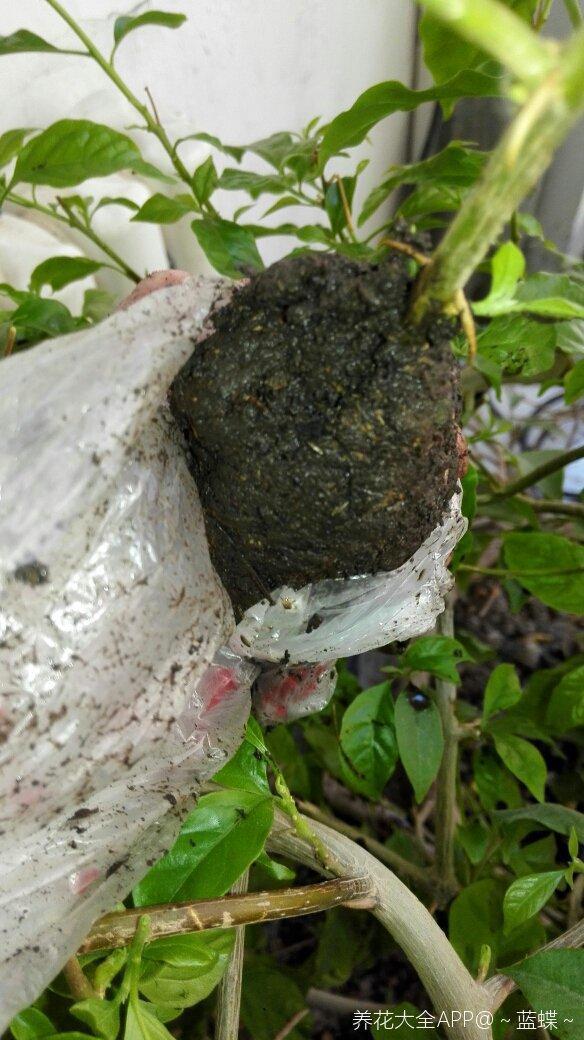 三角梅选根枝条压一压很快就生根比扦插更好成活