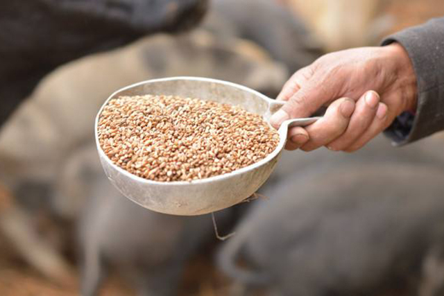 用玉米面喂猪多粗多细啥样对猪有好处有没有标准