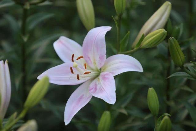 百合花開花後學一招養花期長種球來年繼續發芽生長開花