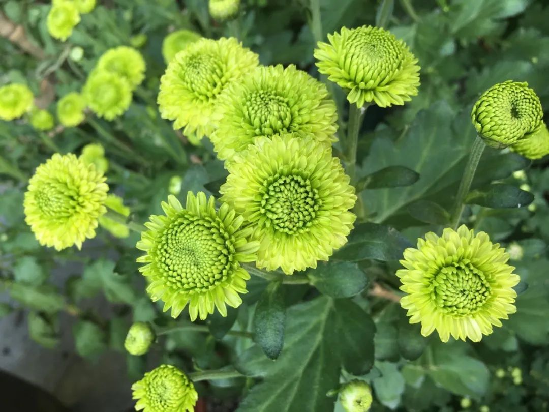 这些开绿色花朵的观赏植物你养过哪些呢
