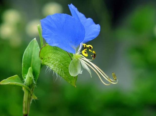春天里,路边爱冒出一"蓝花草",懂货的人就知是美味"鸭跖草"