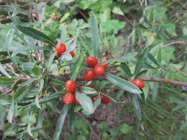 民间俗称祖师麻北方人用它治风湿根皮晒干3元一斤