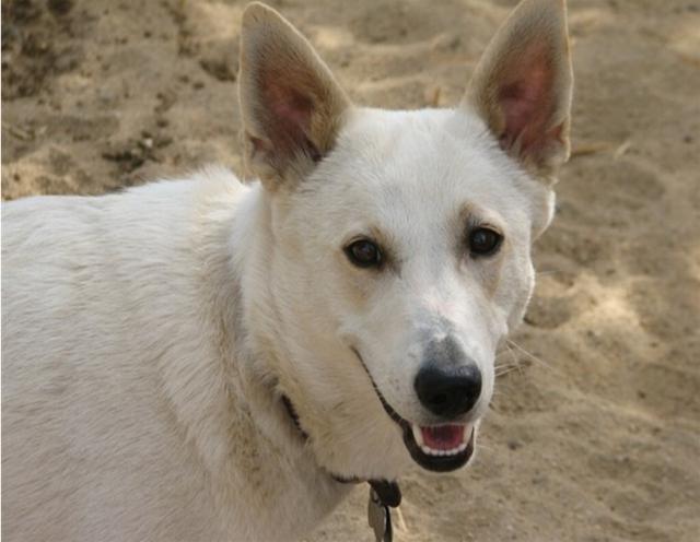 以色列原产狗狗迦南犬,一波三折的狗生,被驯化后又沦为野狗