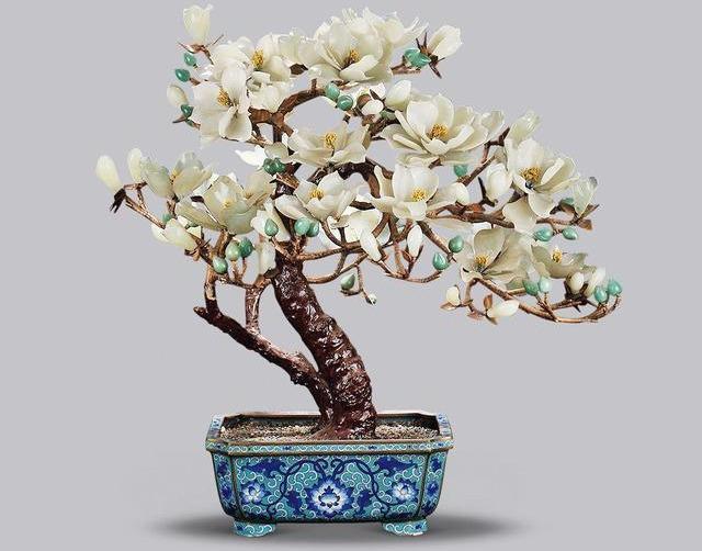 白玉兰盆景最美,如何制作怎样养护?