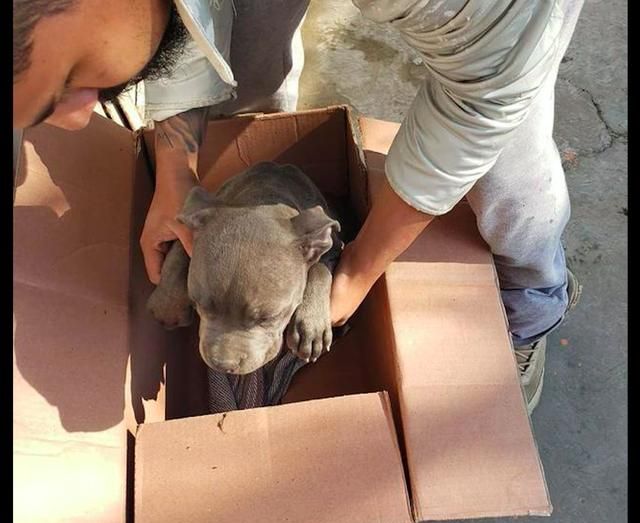 一只狗被弃养在收容所门口,但看完里面的信后