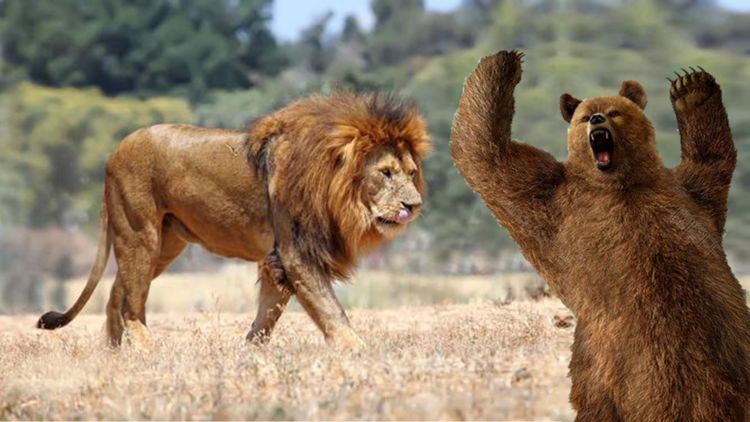 庞大黑熊大战雄狮,想用熊掌致命一击,却差点被狮子一口咬喉身亡