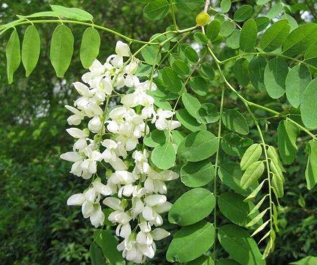 中药的药性及应用槐米