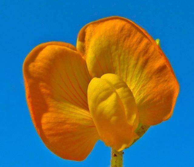 一花一世界一叶一菩提奇花异草花生花栽培技术优美句子