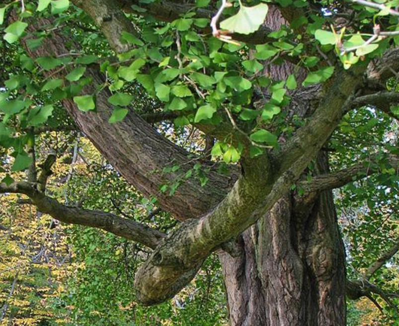 活化石银杏树随处可见为什么生物学家说它是濒危物种