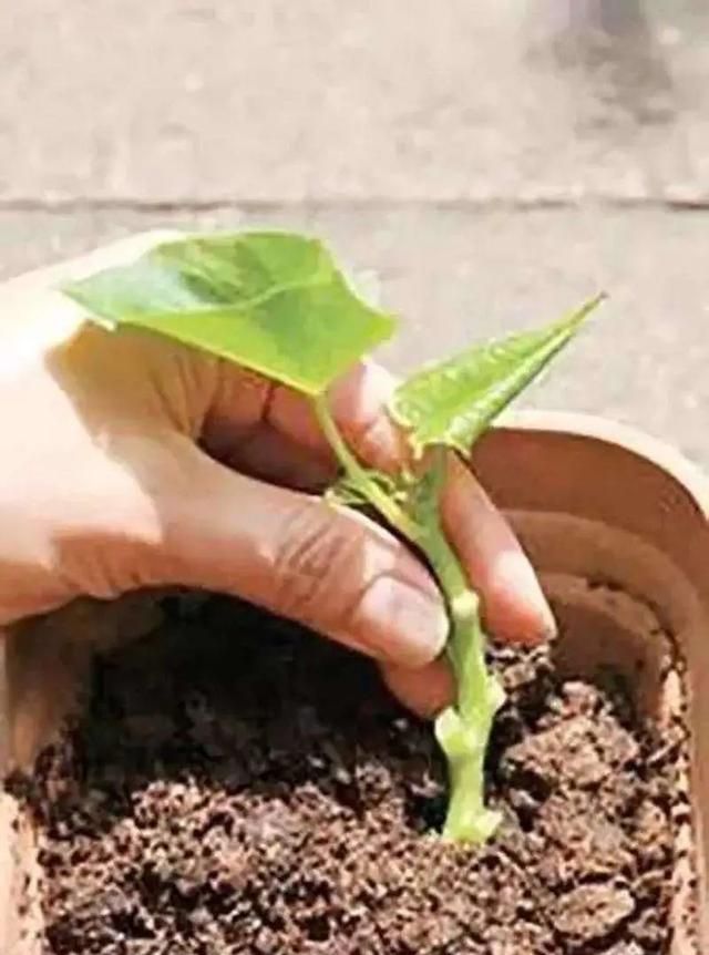 葡萄几月份生根?