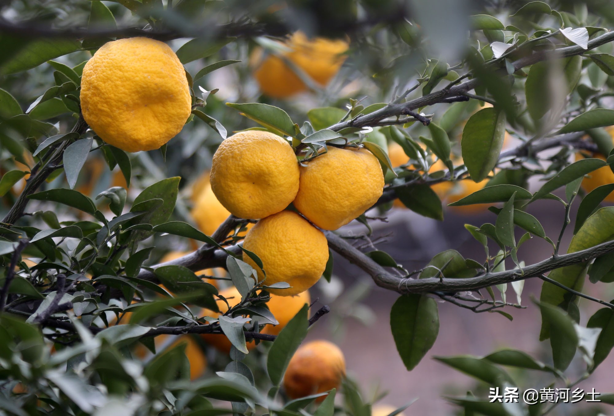 山西40岁大哥家有棵稀罕树,冬天挂果一次能摘500斤,看长啥样子