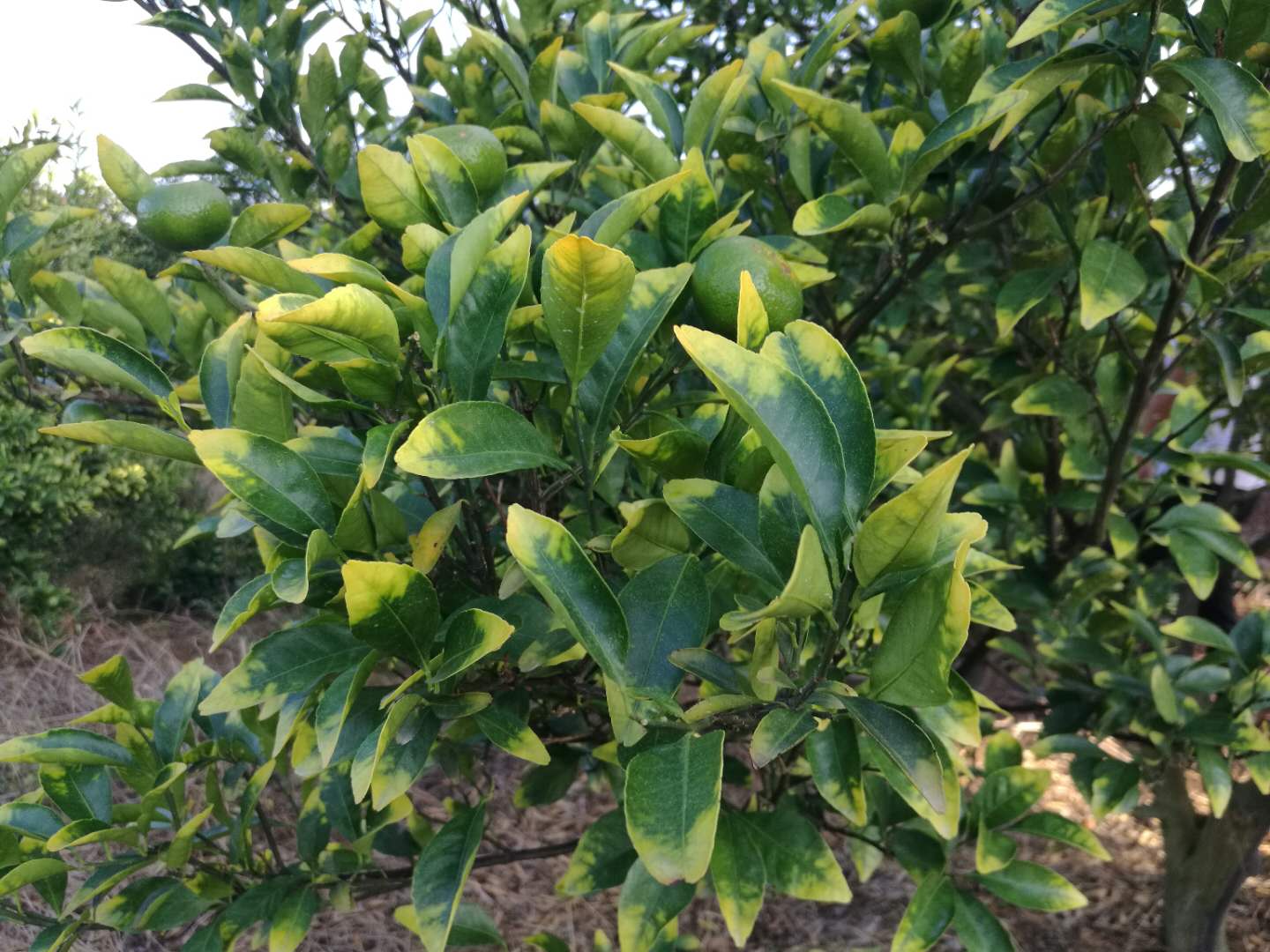 柑橘树缺钾黄化严重,补充大量钾肥后,为什么还是不能复绿?