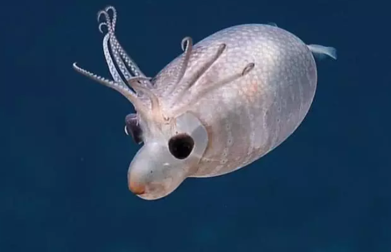 又一新的物种被发现来自海洋中的神奇宝贝螺旋体小乌贼