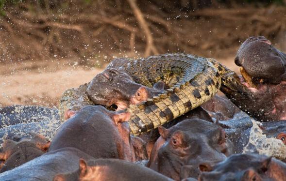 鳄鱼捕食河马反遭河马袭击致死,弱肉强食的大自然