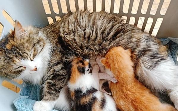 母猫结扎了还能喂奶?结果主人用手去挤,还真的有奶!