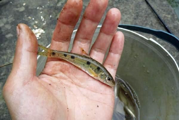 我们叫它七星麻鱼只有山涧中才有有人知道学名吗求鉴定