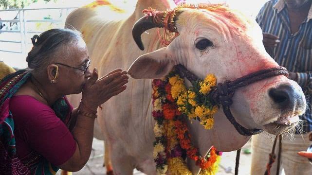 喝热乎牛尿真的有益健康吗?没有科学依据