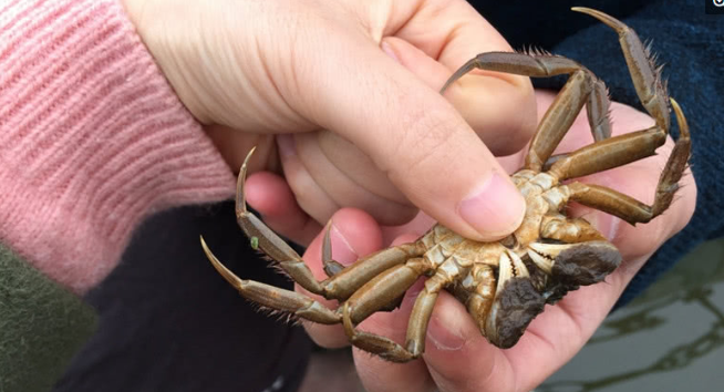 新疆"天山雪蟹"为何价钱这么高,看看雪蟹生活的环境,一尘不染__财经