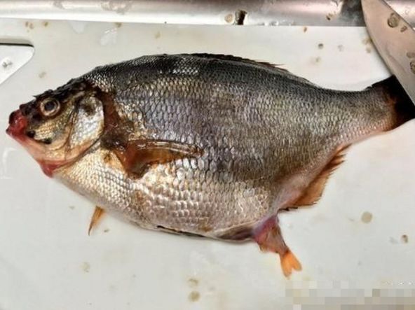 男子买了鱼回家妻子突然说不对劲剖开鱼肚子后高兴坏了