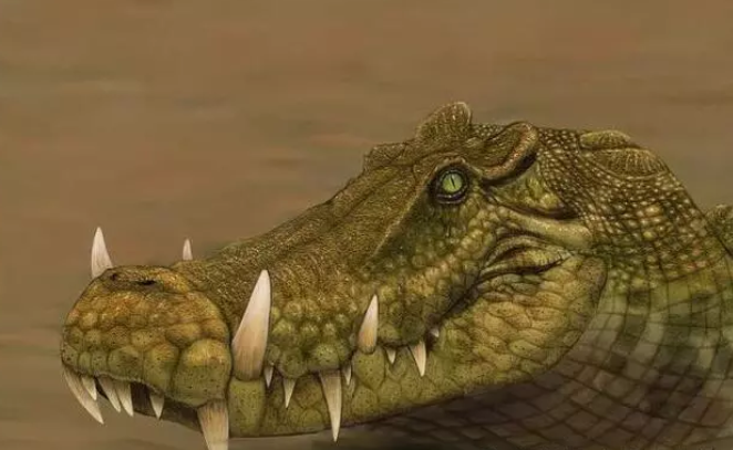 奇特古鳄鱼,长着野猪式獠牙,还像野猪在陆地奔走猎食!