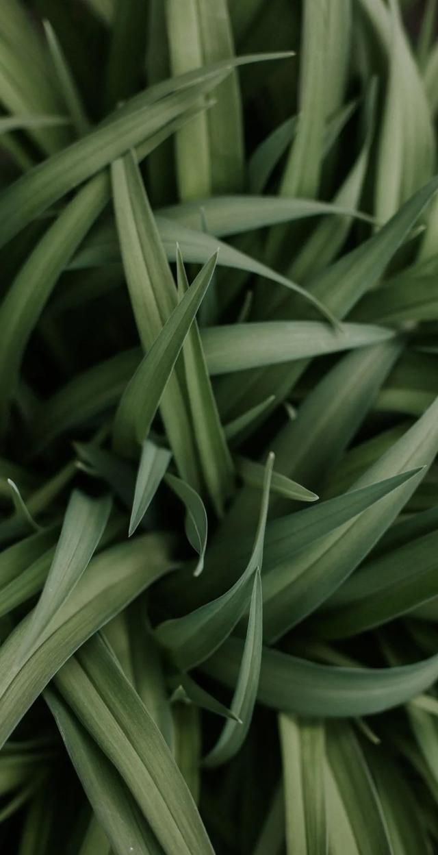 全面屏壁纸高清春天绿色唯美小清新壁纸